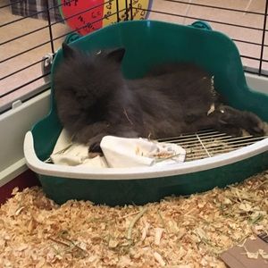 Meet your Posher, Olivia